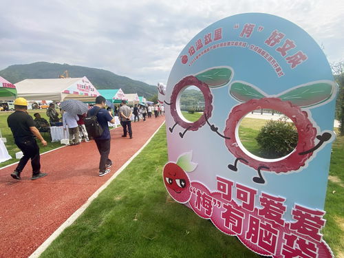 温州高山杨梅采摘游线路公布,请收好